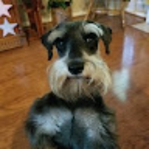 Meet your Posher, Conor - Picture 1 of 1